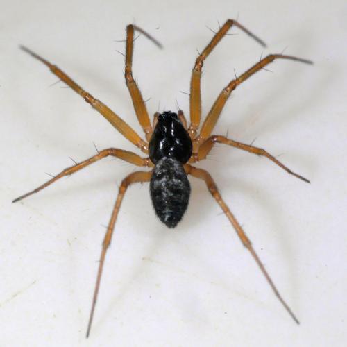 Réf. 275 863 : Tenuiphantes sp.